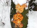 funghi invernali...prima