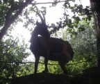 Capra con 3 gambe :-)