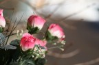 fiore sfuocato