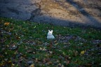 cuccioli del parco
