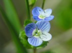 Coppia di fiorellini azzurri.
Scattata con lente addizzionale +20 (Lolli)
(ridimensionata)

NIKON COOLPIX 8800