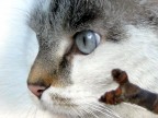 animal