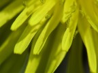 particolare dei petali

NIKON COOLPIX 8800