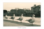 Tutte in posa...