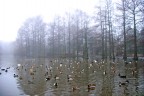 Anche con la nebbia al mattino TUTTI un bel BAGNETTO