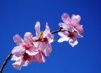 Aspettando la primavera
