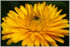 Giallo 2