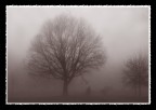 nebbia in valpadana