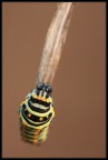 Papilio macaon