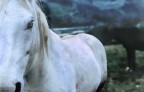 cavallo bianco