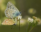 f 9  1/200  Iso 200  ob. 180  -2/3 EV  cavalletto.
Anche in questa il fiore a dx.  voluto come riempimento del fotogramma avendo optato per un taglio orrizontale. In pp si sarebbe potuto togliere ma personalmente non mi dispiaceva.