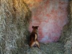 ... solo un raggio di sole...