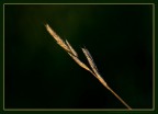 luce pomeridiana