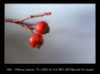 colori sulla neve 2