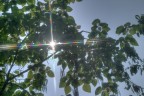Foglie hdr