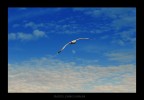 volere volare