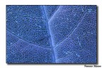 Foglia Blu