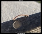 Il bruco
