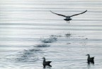 volo via....