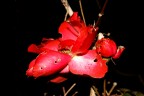 1/40  f9  iso800 +Flash
Foto notturna