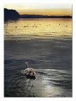 Solitario