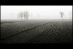 Nella nebbia