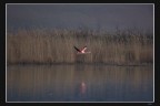 Volo rosa