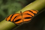 Dryadula phaetusa