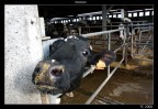 mooooo