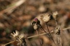 Fiore secco