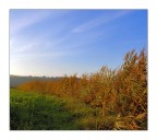 Barriera di canne