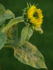 Uno dei girasoli del mio giardino