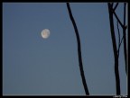 La Luna e i Rami La Luna e i Rami