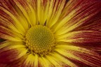 Un pezzo di sole