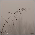 Glaciale