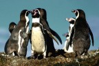 Foto scattata a bordo di una barca ai pinguini che stanno nella penguiera una penisola dell'isola chilo nel sud del cile
