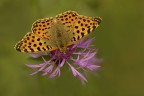 Nymphalidae