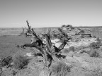 desert view#2