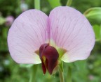 il fiore del pisello selvatico, sembra un pavone con i suoi petali aperti
