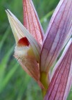 un'orchidea molto particolare