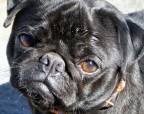 il mio mastino Birillo