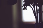 I Fiori dell'Ombra