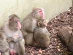 Alcune scimmie allo zoo di Roma