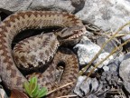 Esemplare di Vipera berus fotografato in prossimita del rifugio pordenone.
saluti
EMa