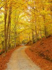 viale alberato