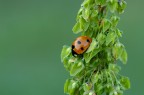 Coccinella