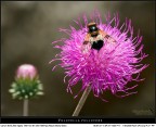 Volucella pellucens... in Hi-Contrast 3D!
