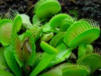 Pianta Carnivora
