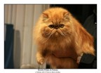 Persiano