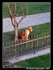 Solitudo